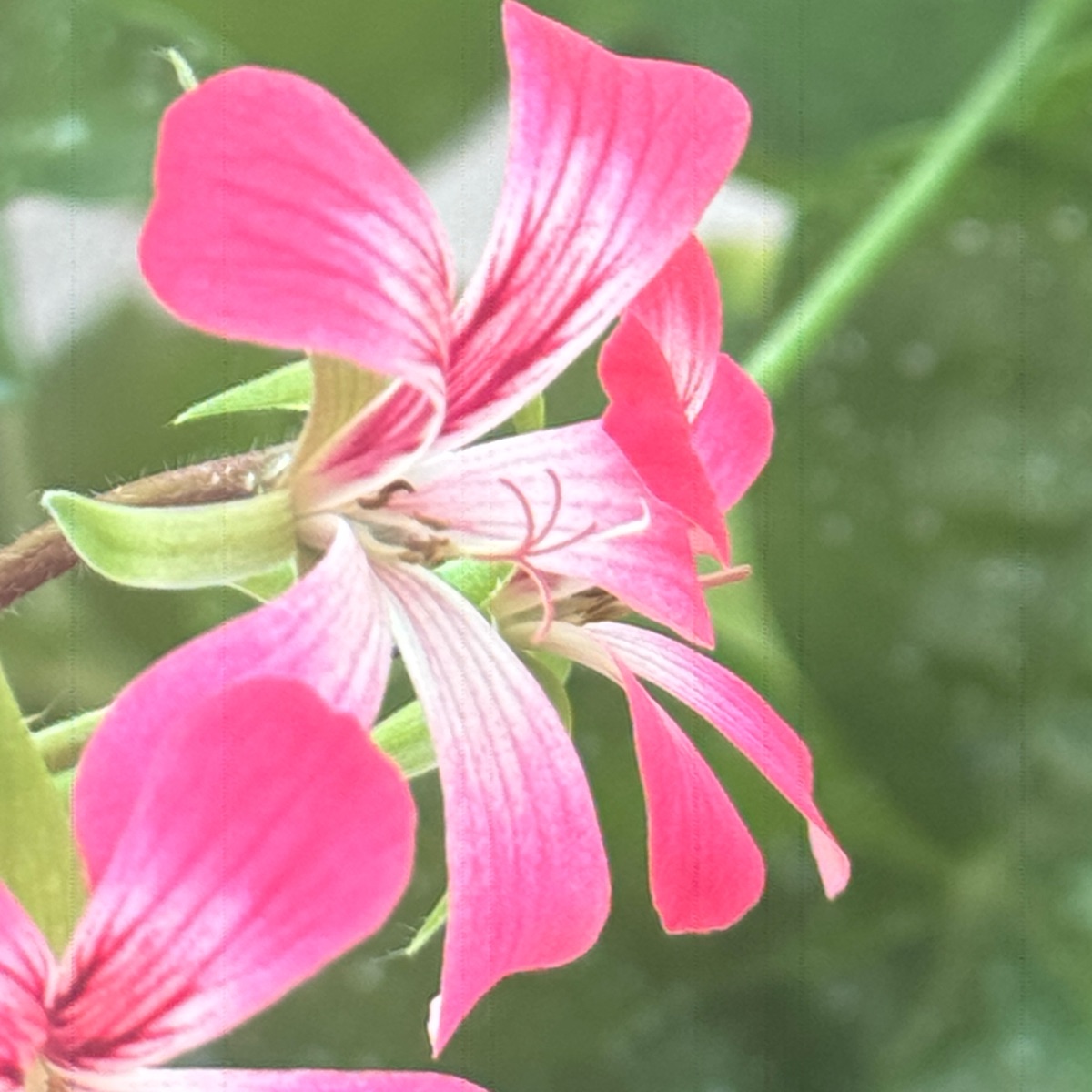 Sharp iPhone macro photograph of a pink pelargonium flower taken with manual focus on the Ultra-Wide lens