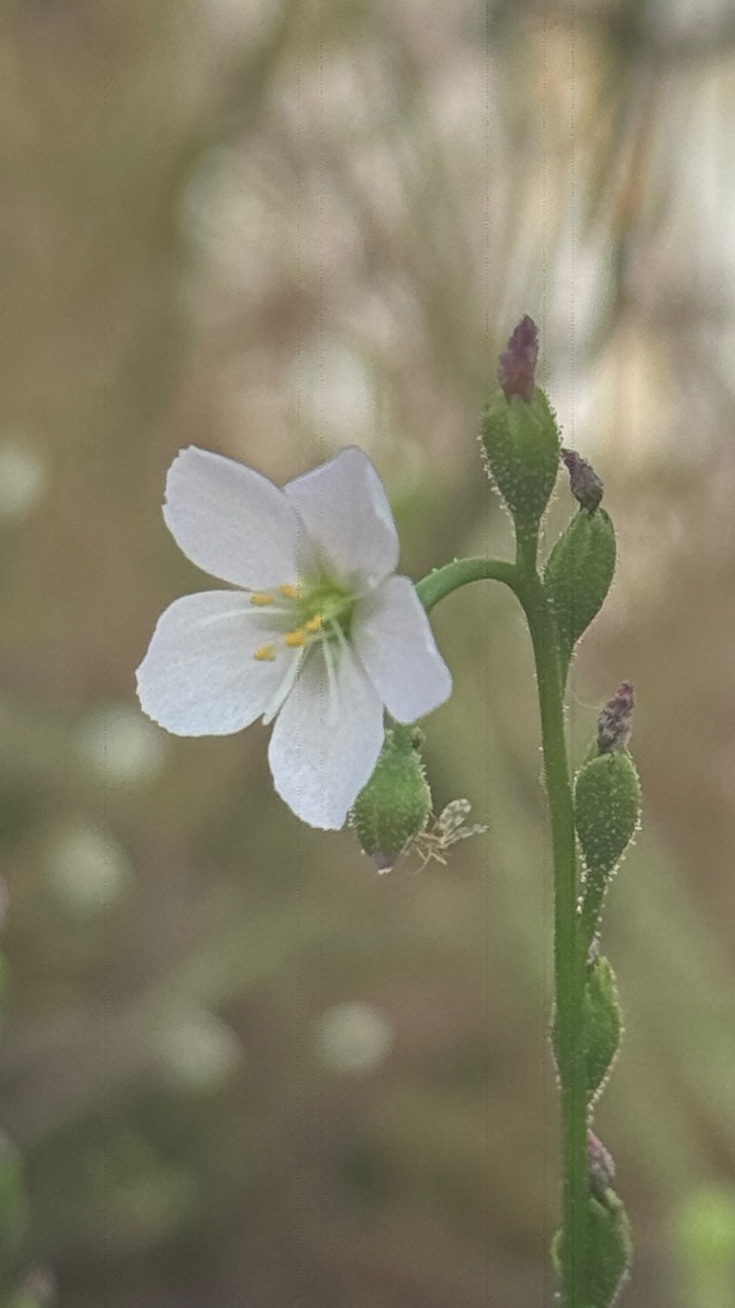 Macro photograph of a small white sundew flower on a slender stem, shot close-up on an iPhone Ultra-Wide lens