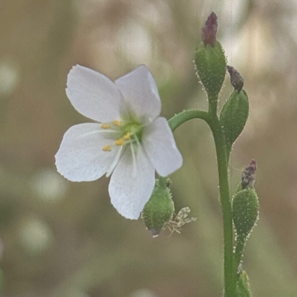 Macro photograph of a small white sundew flower on a slender stem, shot close-up on an iPhone Ultra-Wide lens