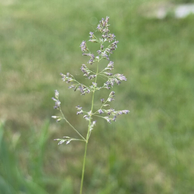 Before and after macro photography comparison