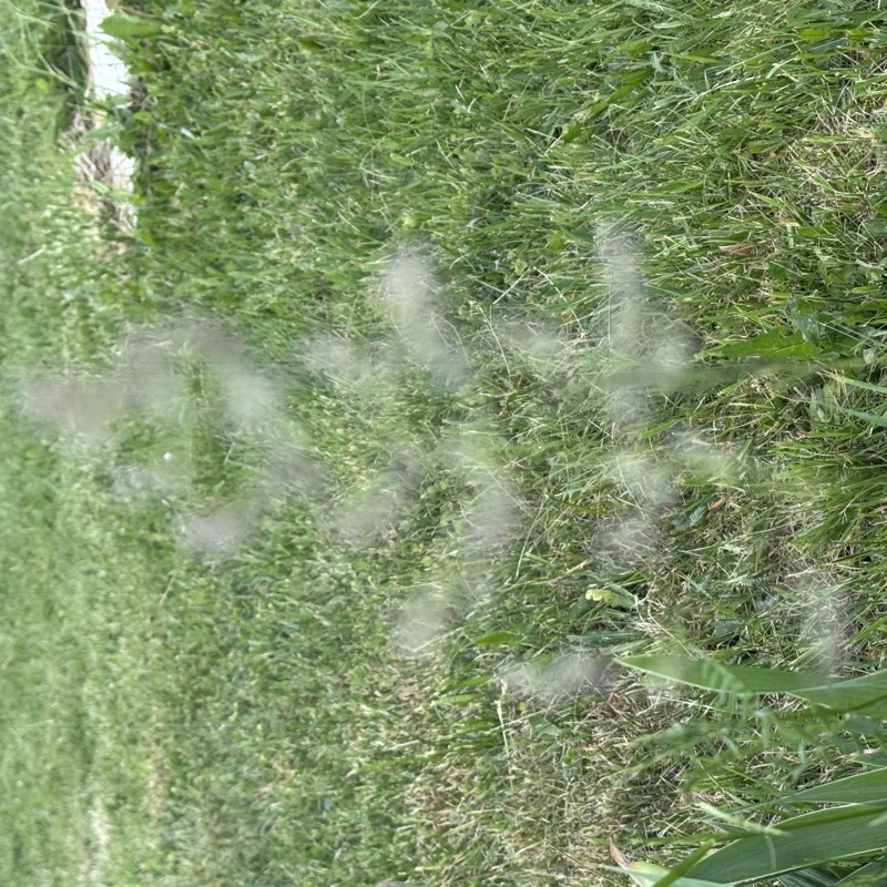 Before and after macro photography comparison
