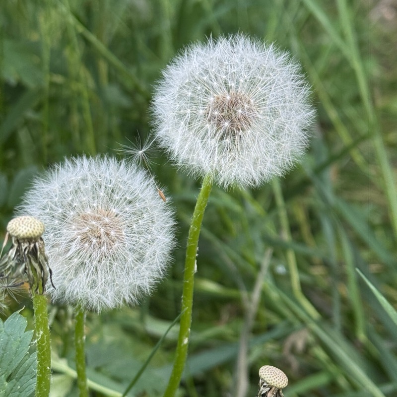 Before and after macro photography comparison