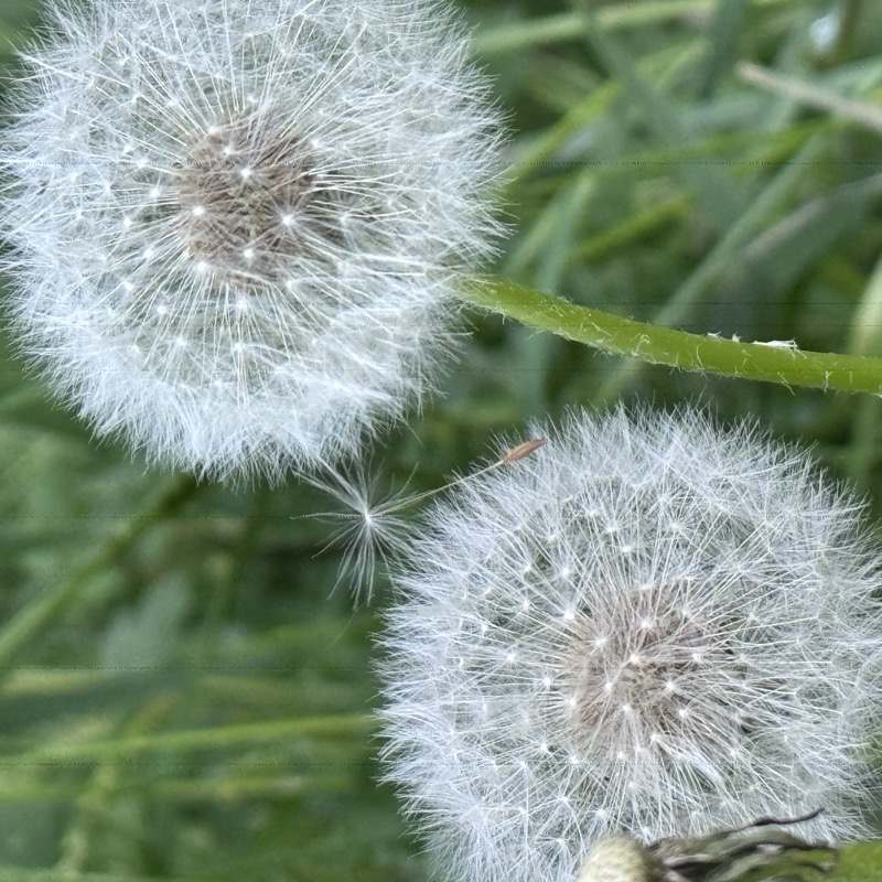 Before and after macro photography comparison