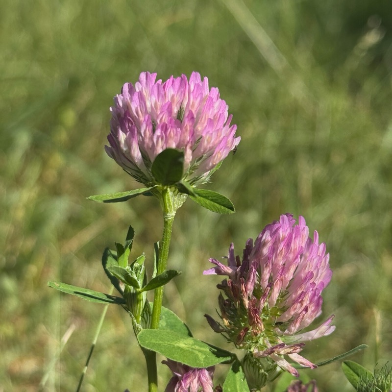 Before and after macro photography comparison