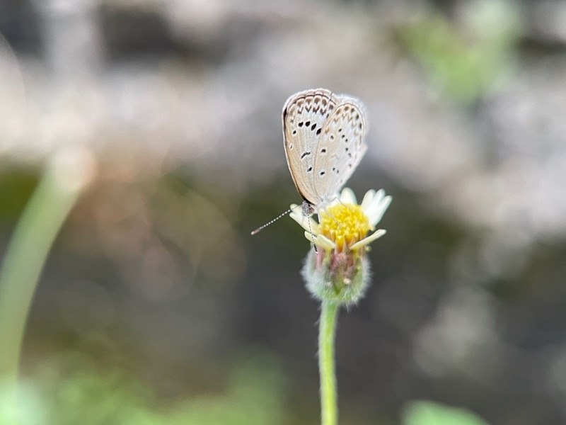Butterfly resting on a wildflower, macro shot with Macro Camera Pro