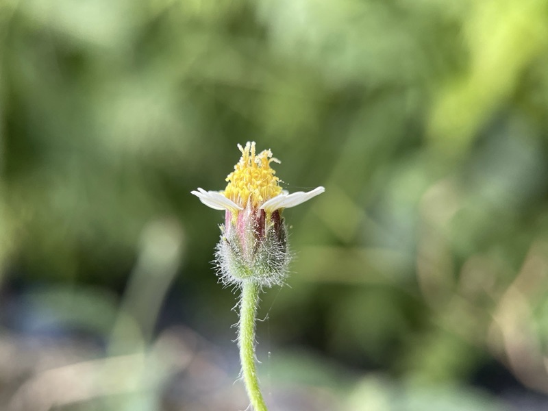 Tiny wildflower in bloom, macro shot with Macro Camera Pro